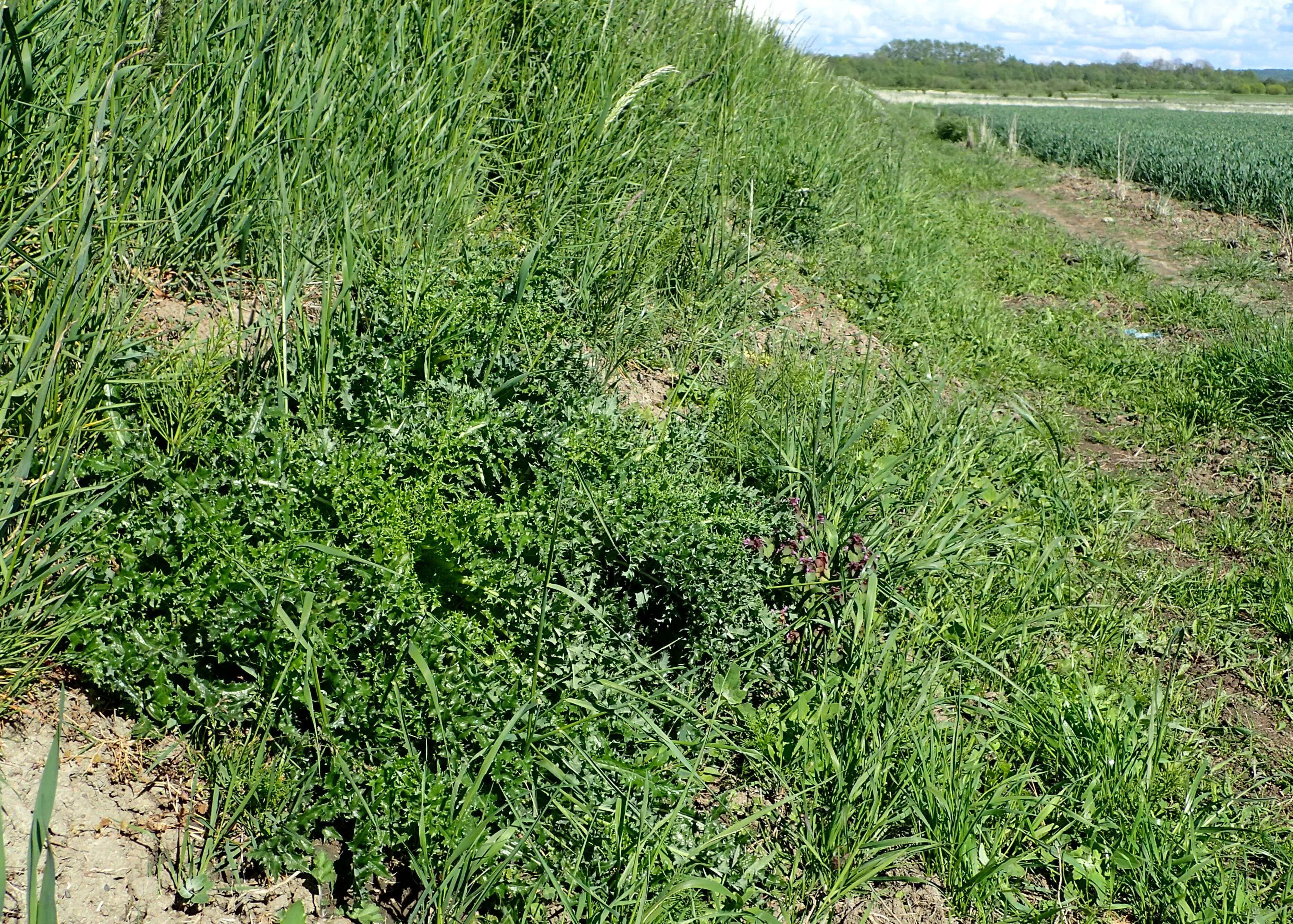 Слика од Sonchus asper (L.) Hill