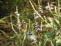 Image of Eranthemum roseum (Vahl) R. Br.