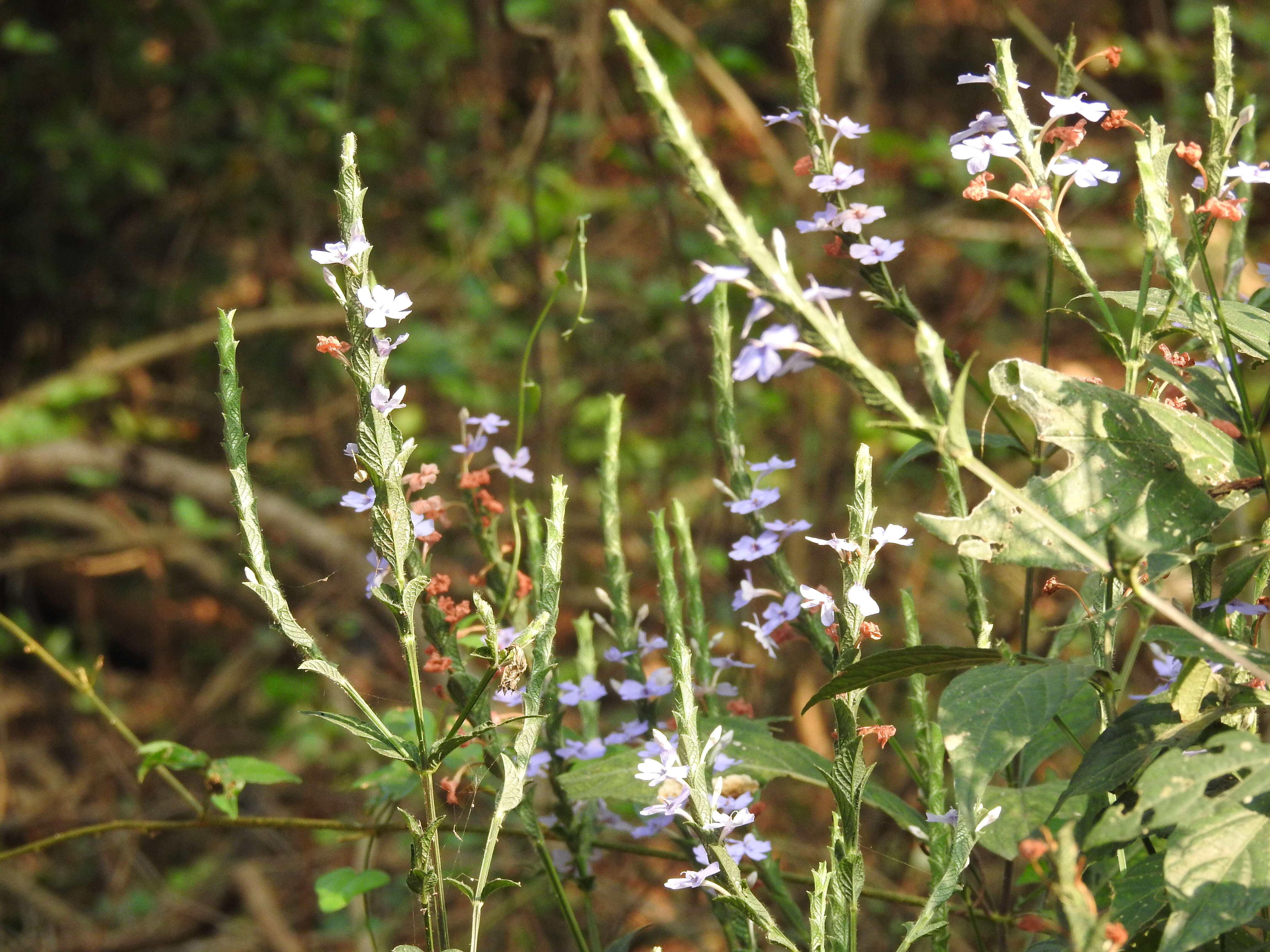 Image of Eranthemum roseum (Vahl) R. Br.