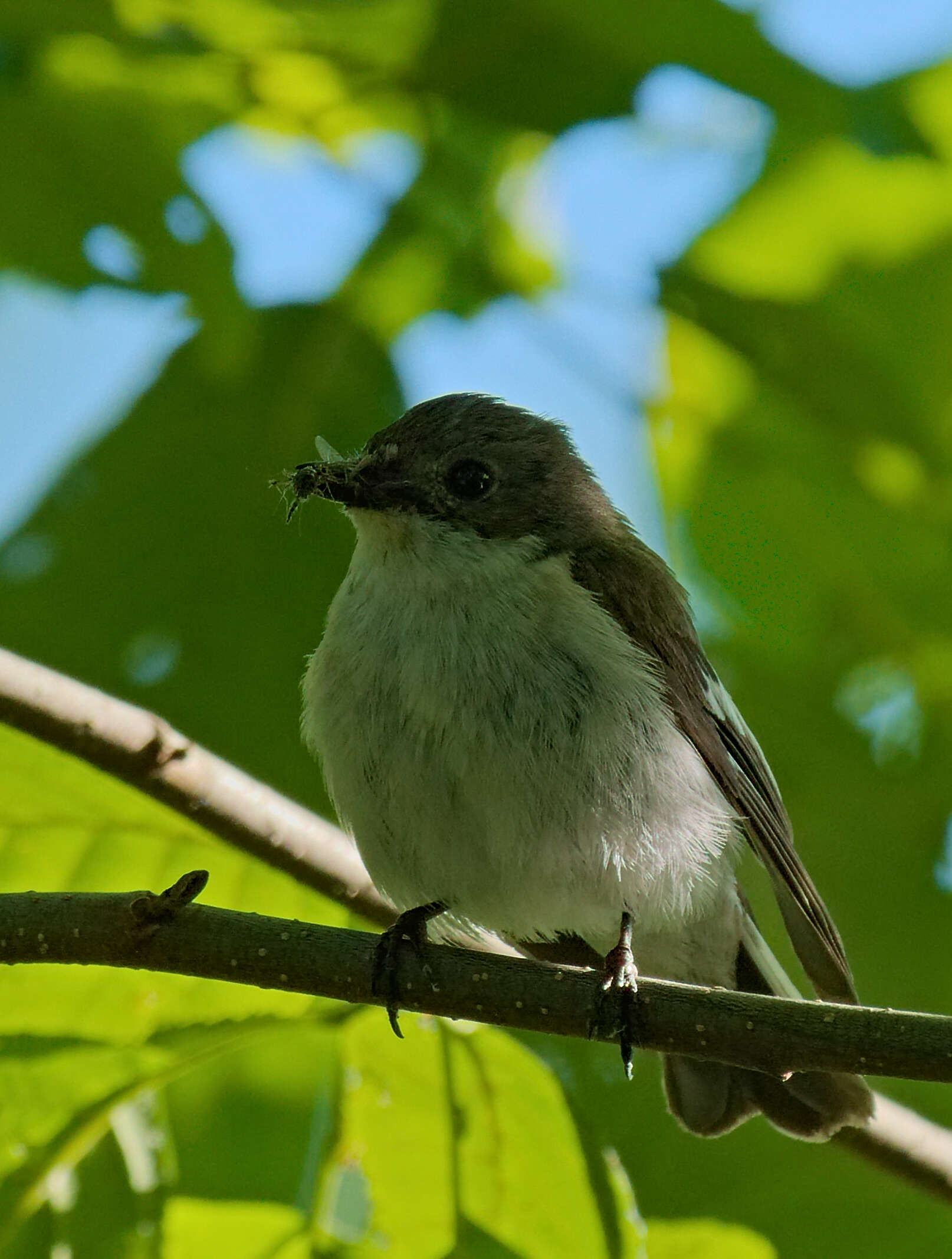 Plancia ëd Ficedula hypoleuca (Pallas 1764)