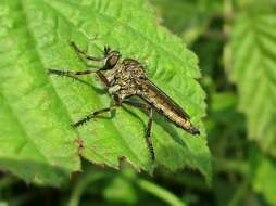 Image de Tolmerus cingulatus