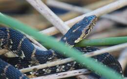 Image of Southern Water Snake