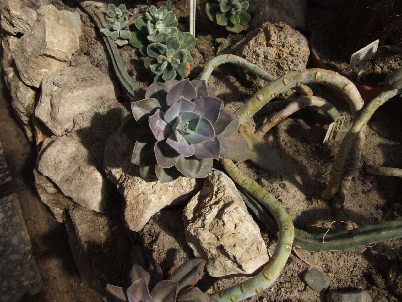 Image of hens and chicks