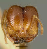 Solenopsis geminata (Fabricius 1804) resmi