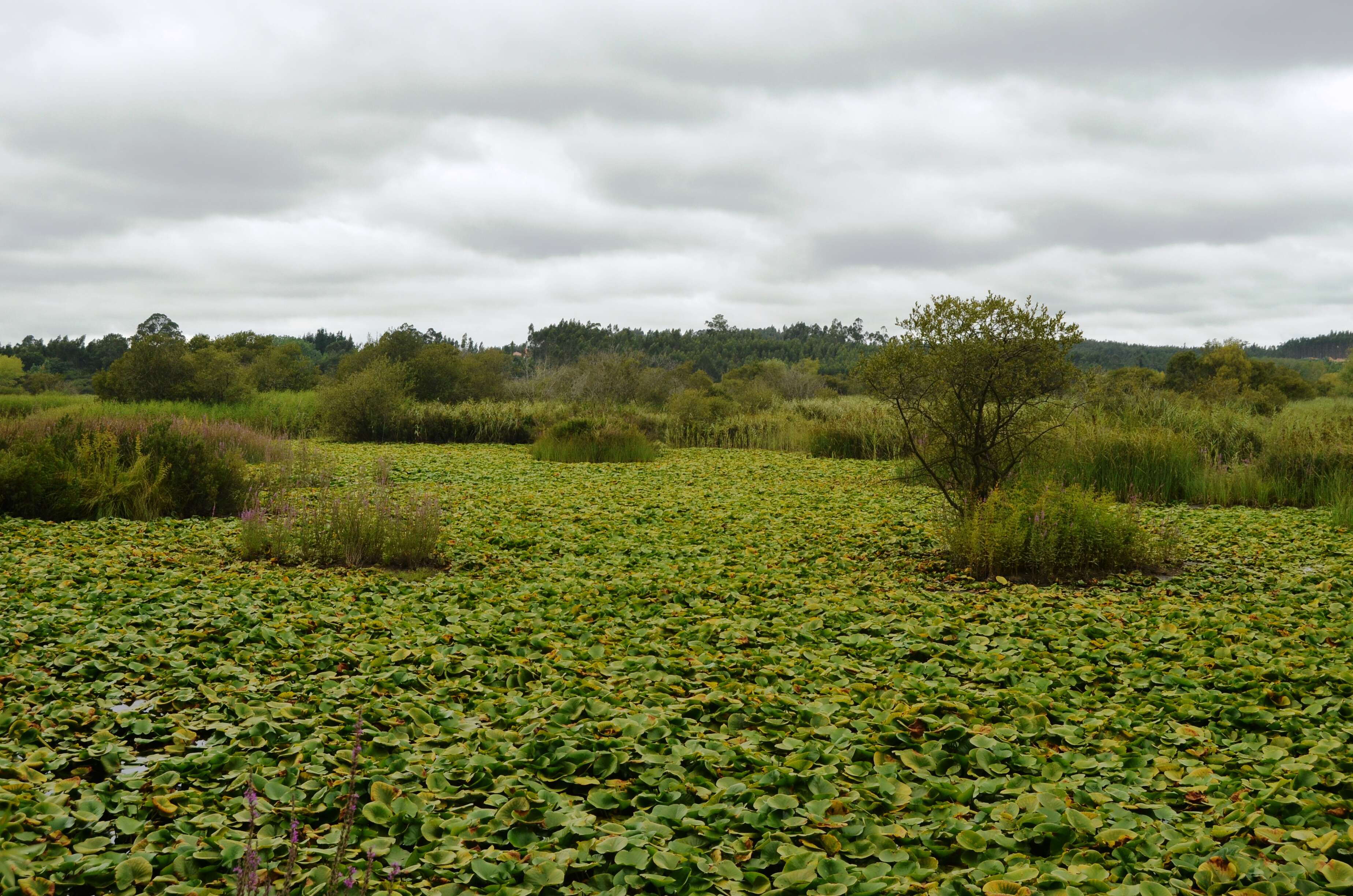 Image of pistia