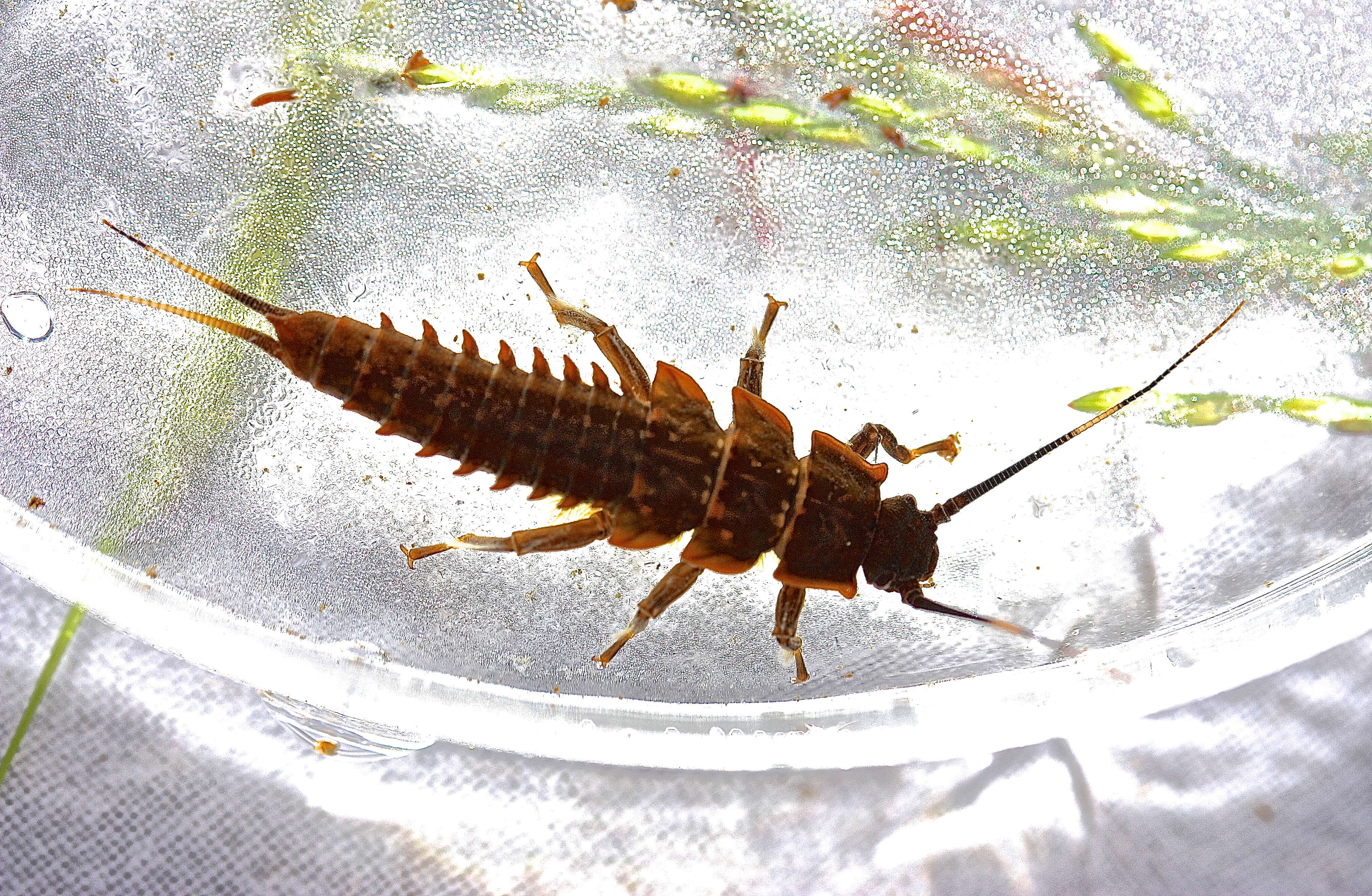 Image of Knobbed Salmonfly