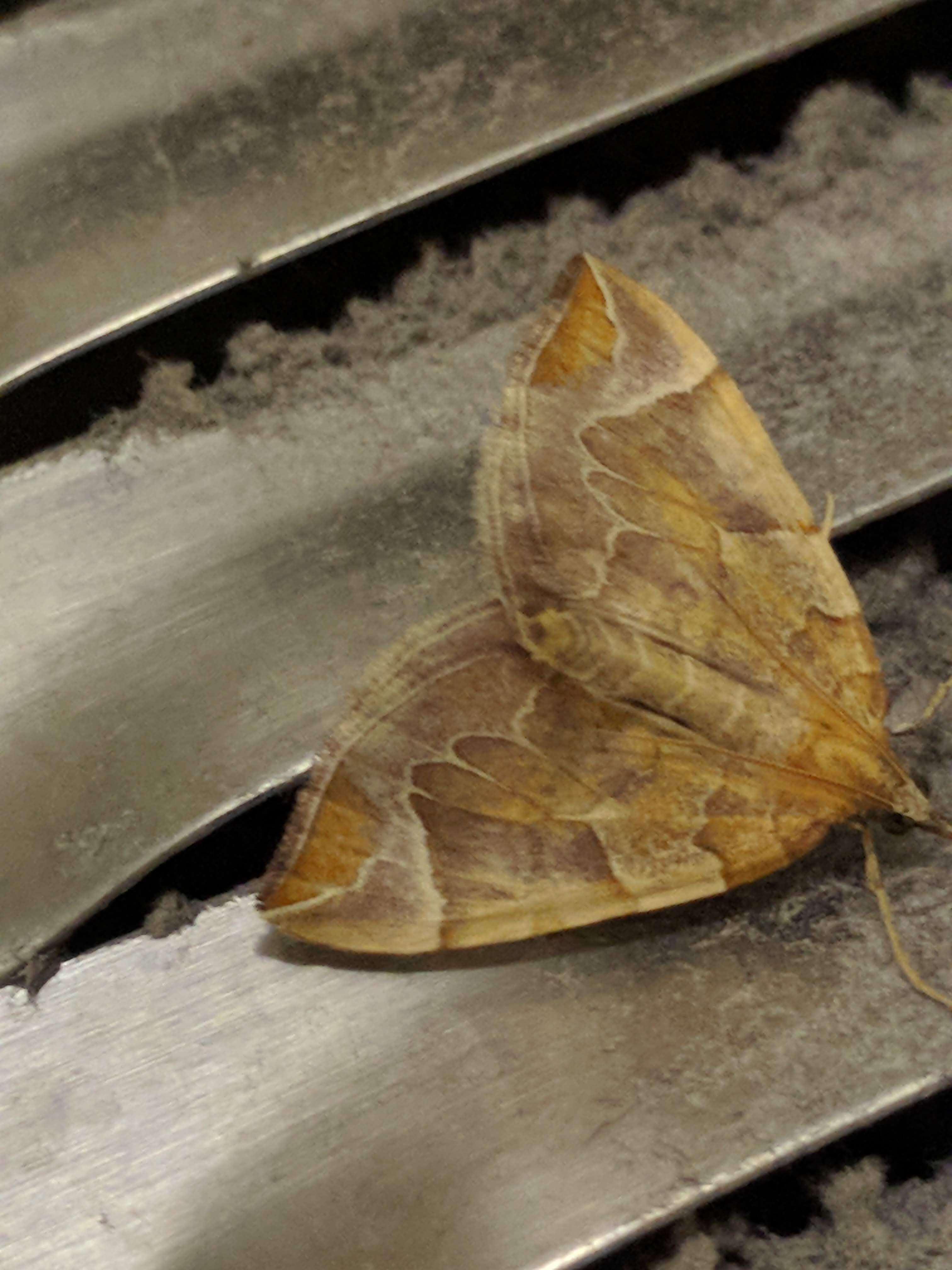 Image of Chevron Moth