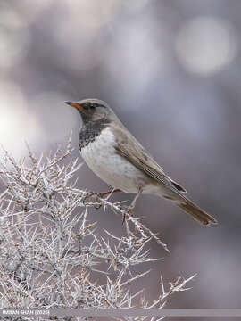 Image of Black-throated Thrush