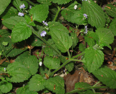 Image of Wood speedwell