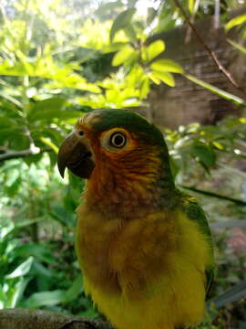 Image of Brown-throated Parakeet