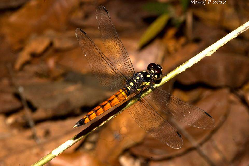 Image de Lyriothemis tricolor Ris 1916