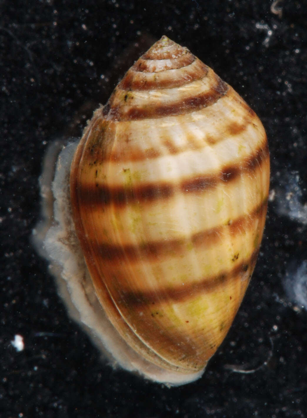 Image of Melampus bidentatus Say 1822