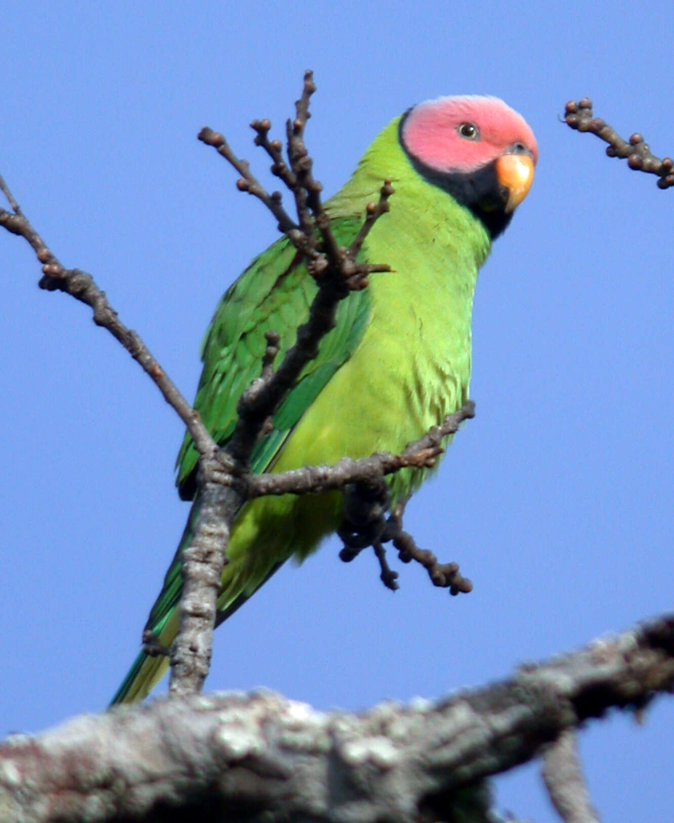 Image of Blossom-headed Parakeet