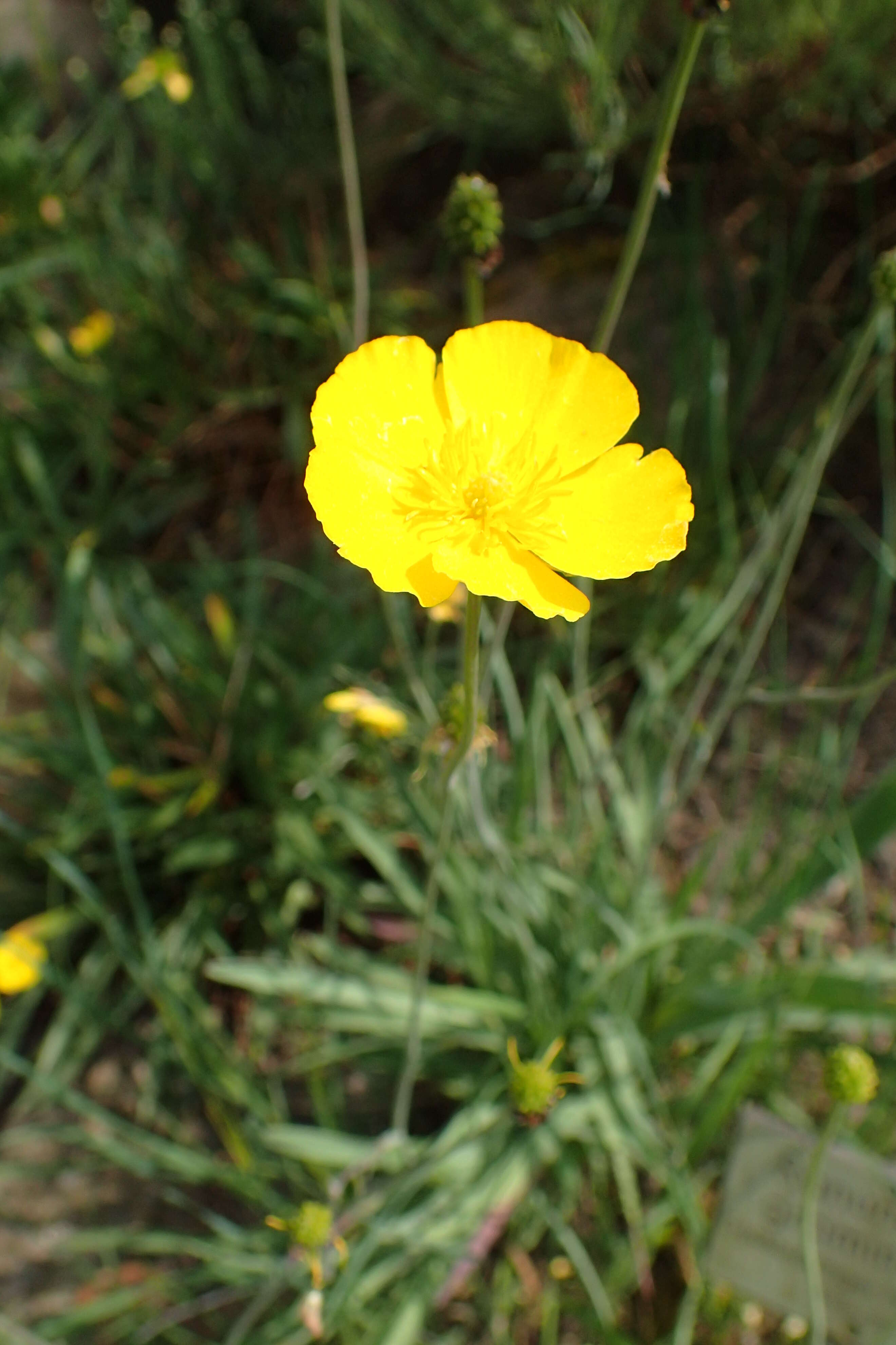 Image of Ranunculus gramineus L.