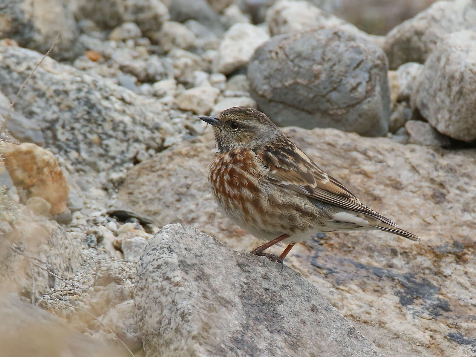 Image of Altai Accentor