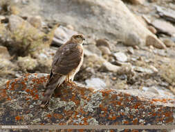 Image of Eurasian Sparrowhawk