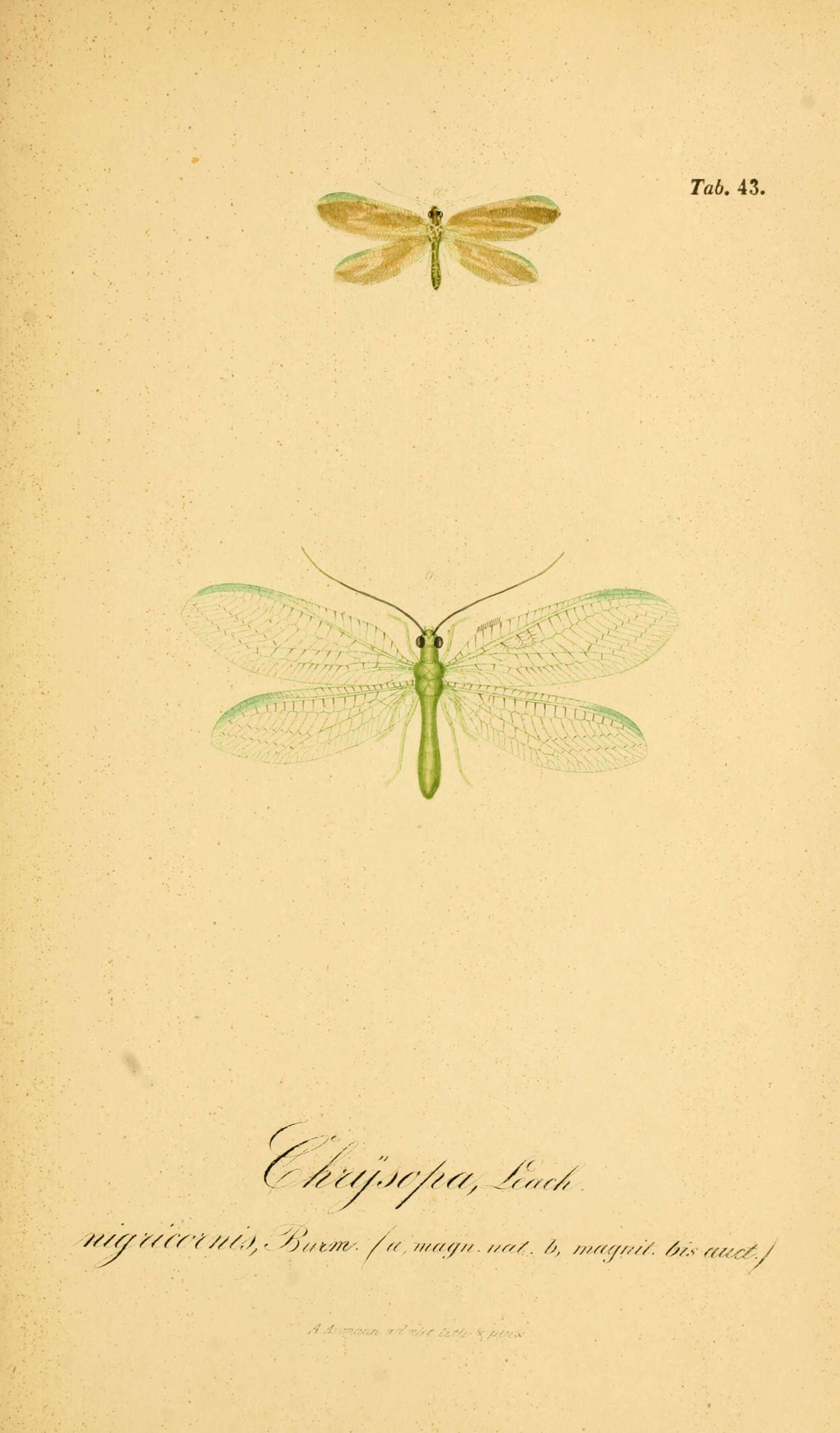 Image of Chrysopa nigricornis Burmeister 1839