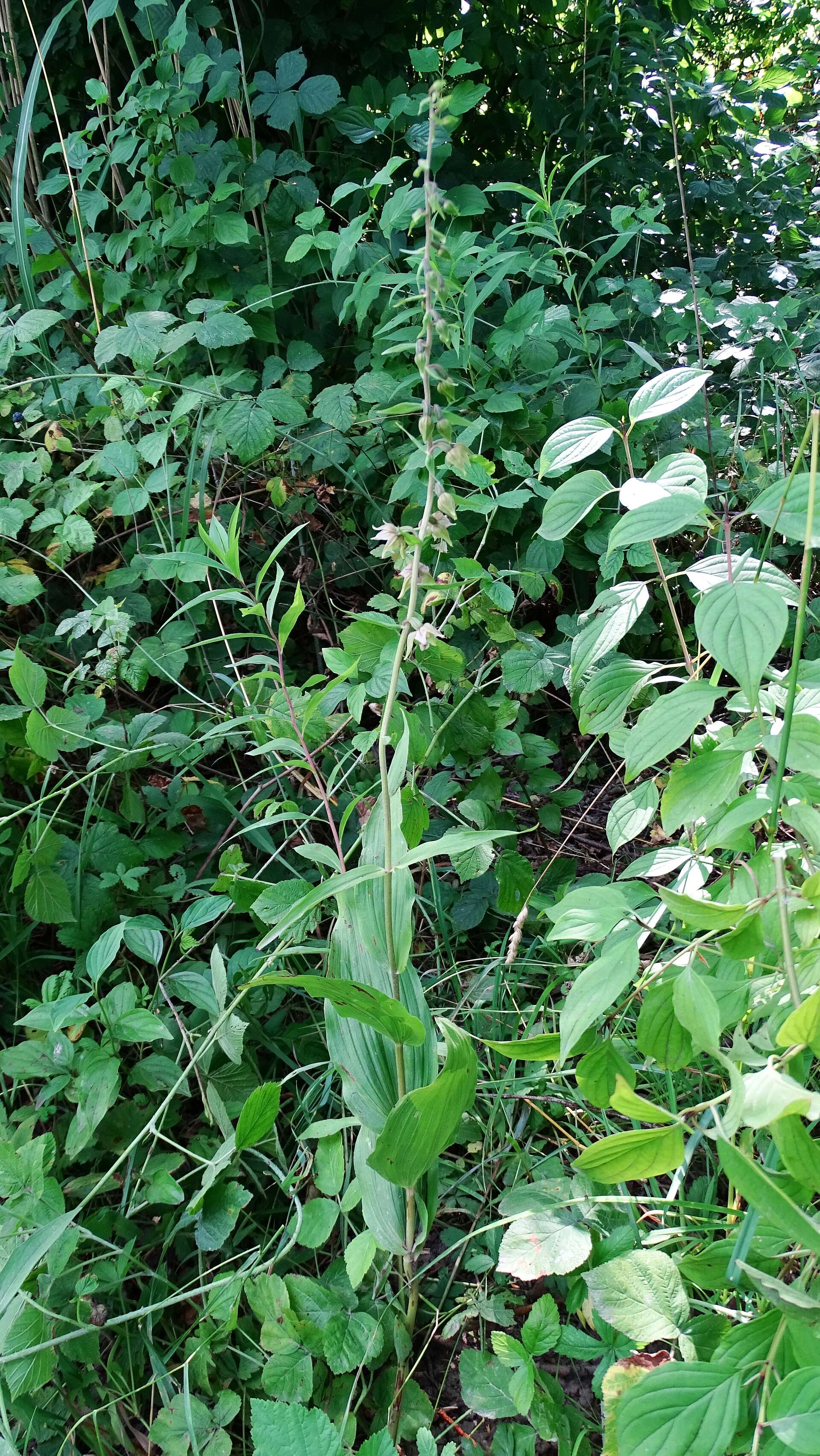 Image of Broad-leaved Helleborine