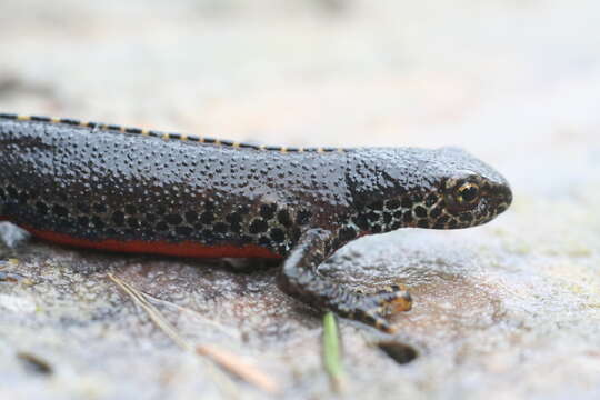 Image of Alpine Newt