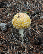 Imagem de Amanita muscaria var. guessowii