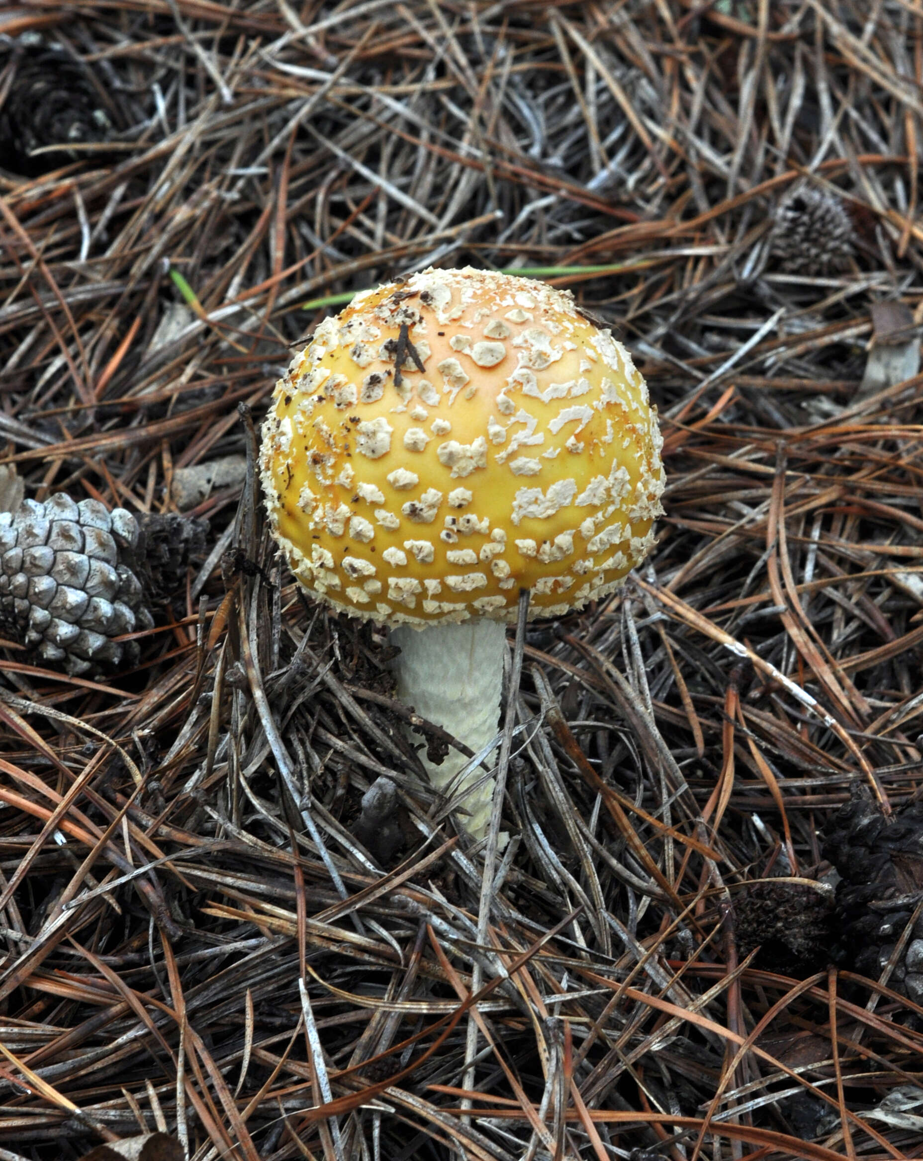 Imagem de Amanita muscaria var. guessowii