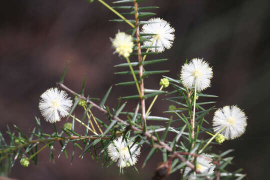 Image of juniper wattle