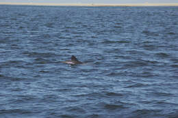 Image of Benguela Dolphin