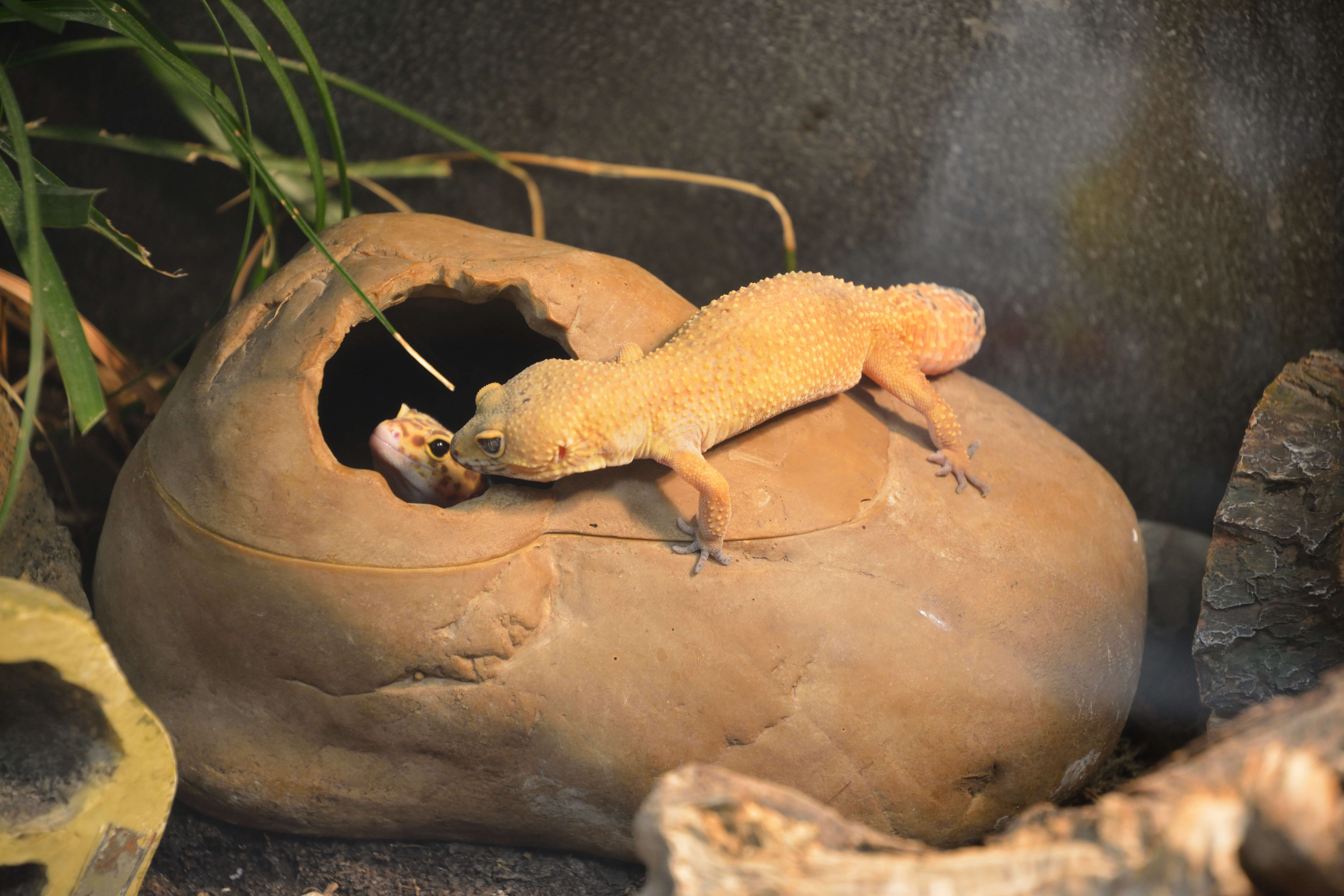 Image of Lichtenfelder's Gecko