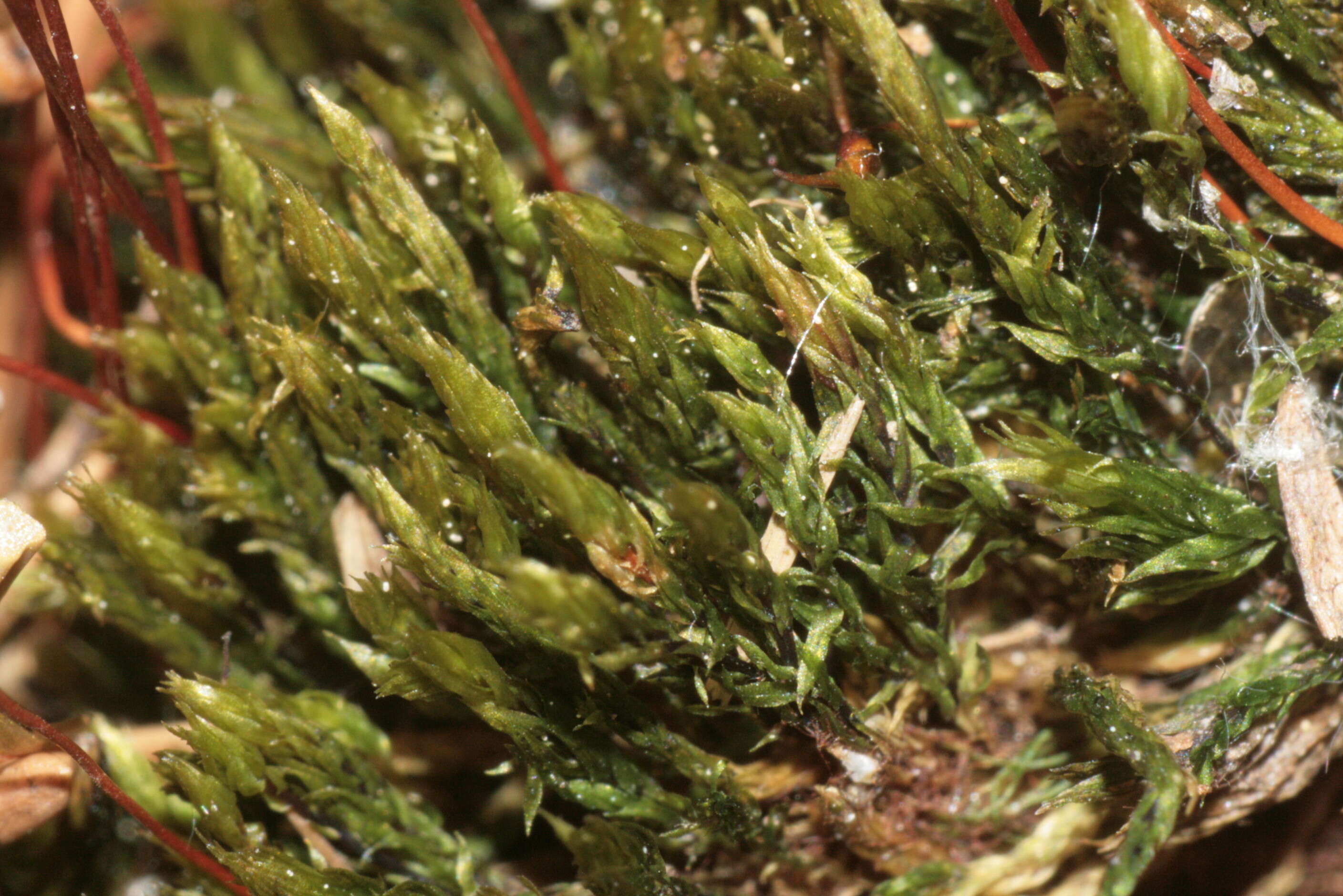 Image of pohlia moss