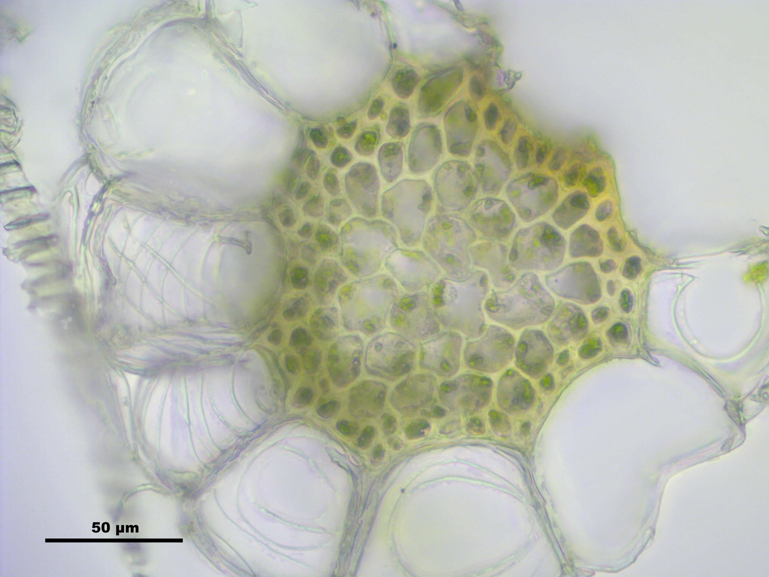 Sphagnum centrale C. E. O. Jensen 1896的圖片