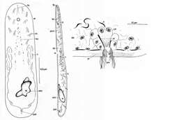 Sivun Actinoposthiidae kuva