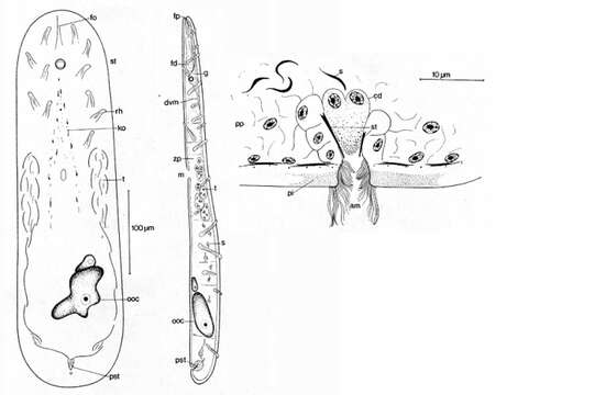 Image of Actinoposthiidae