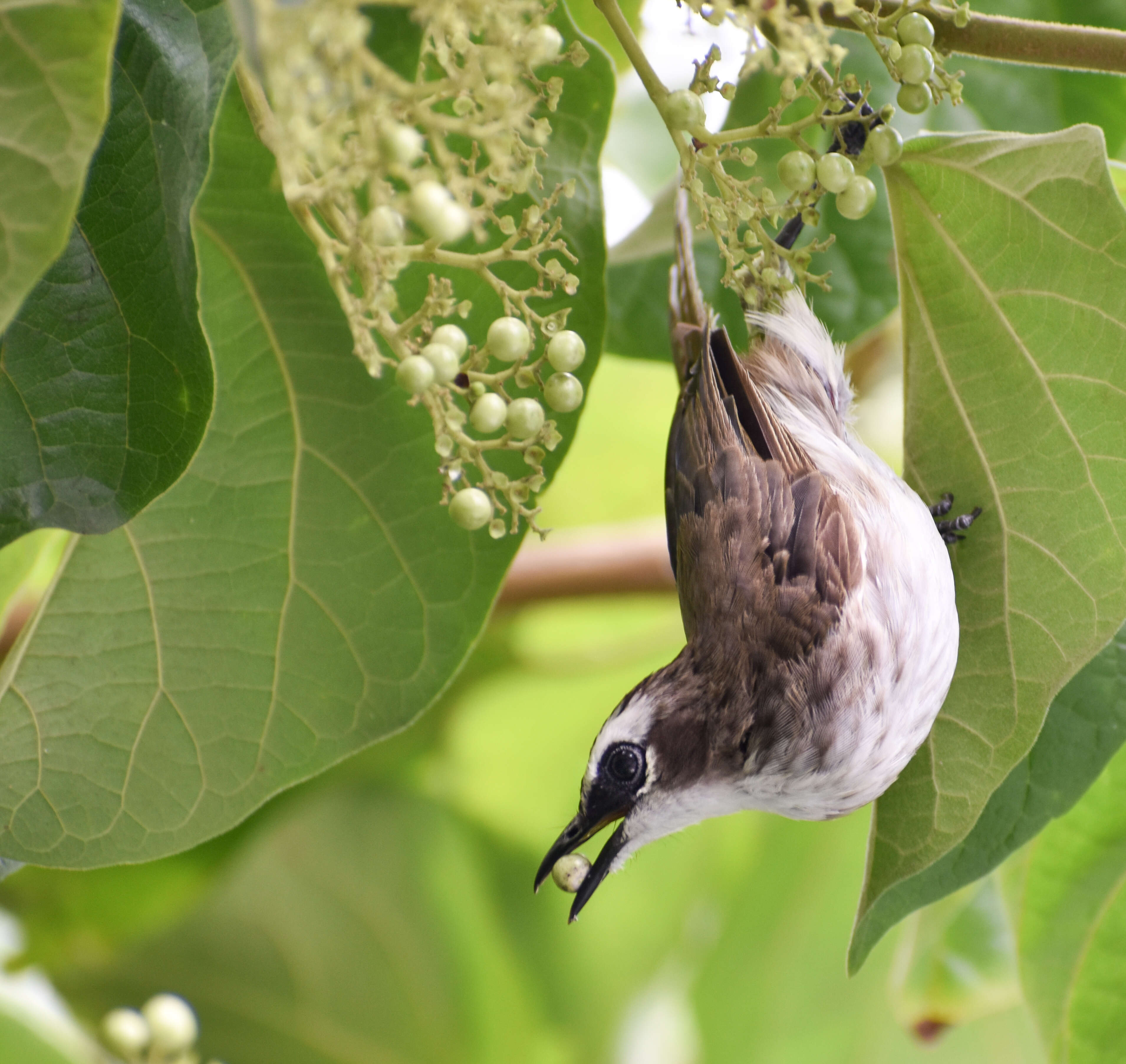 Image of Yellow-vented Bulbul