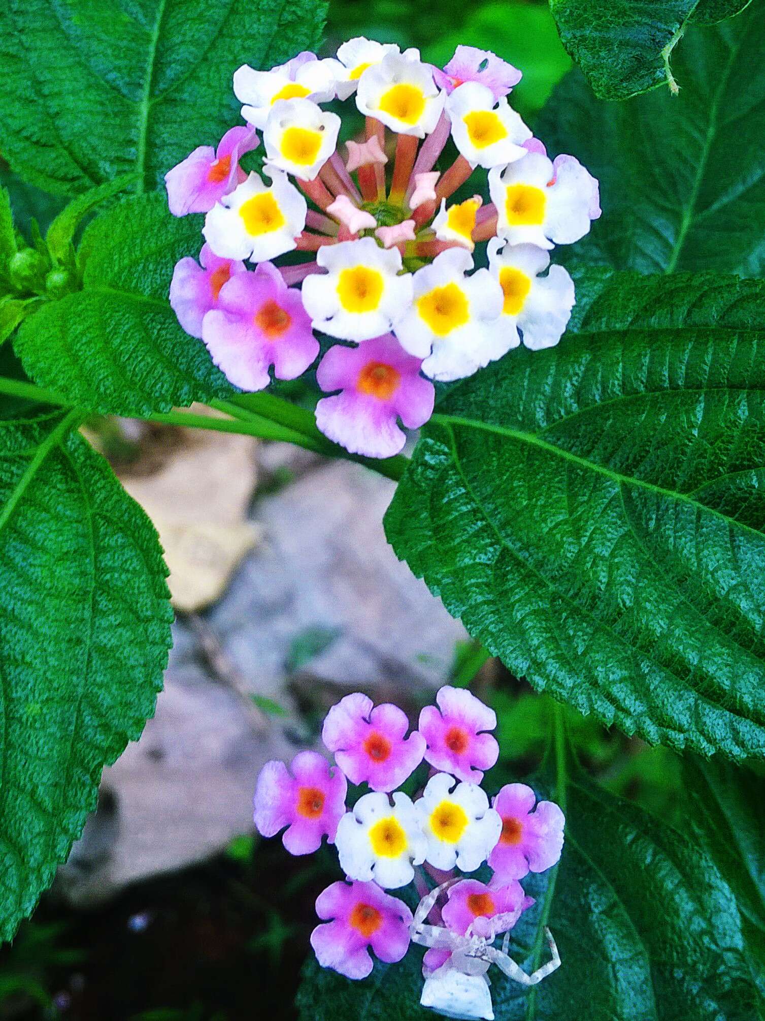 Image of lantana