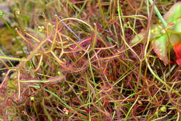 Image of Drosera binata Labill.