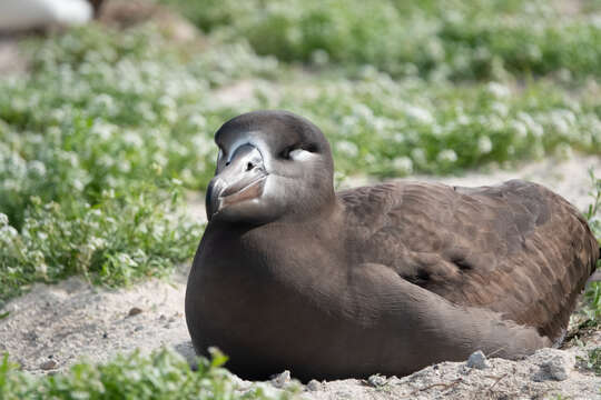 Image of Black-footed Albatross