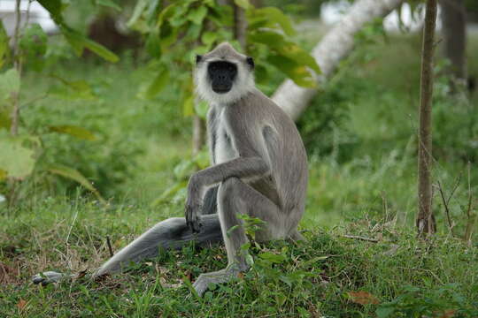 Image de Semnopithecus priam Blyth 1844