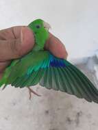 Image of Green-rumped Parrotlet