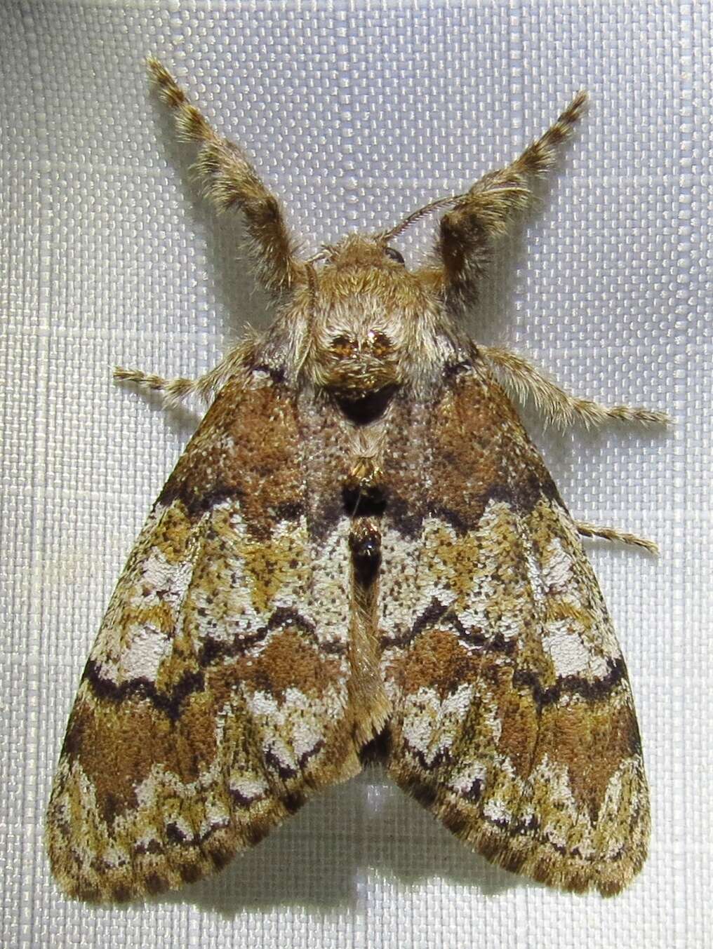 Image of Manto Tussock Moth