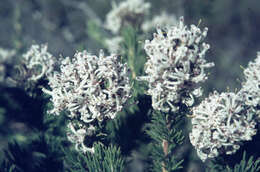 Imagem de Isopogon inconspicuus (Meissn.) D. B. Foreman