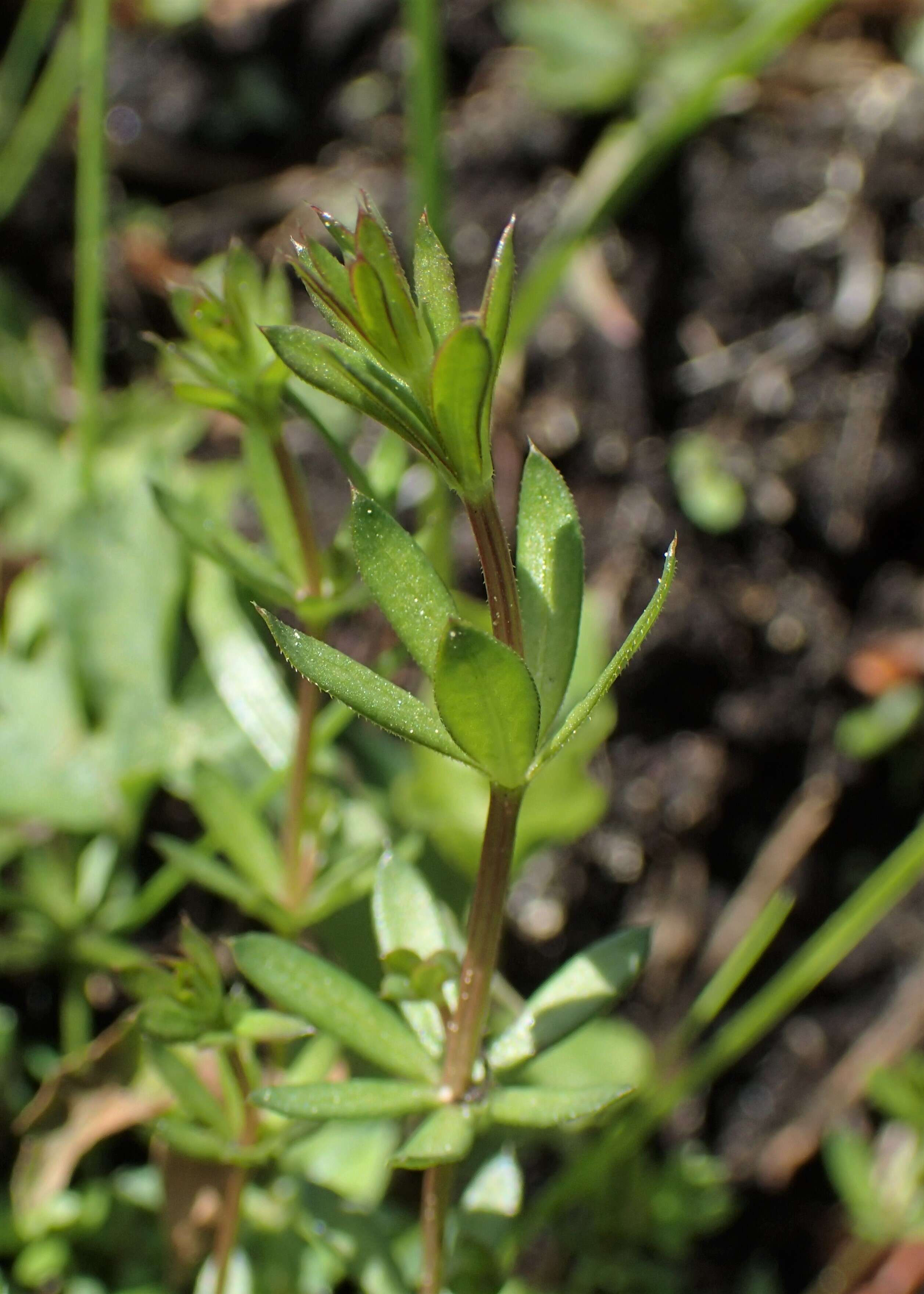 Image of Fen Bedstraw