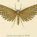 Image of Paelia lunuligera Walker 1866