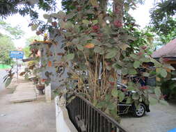Image of caricature-plant