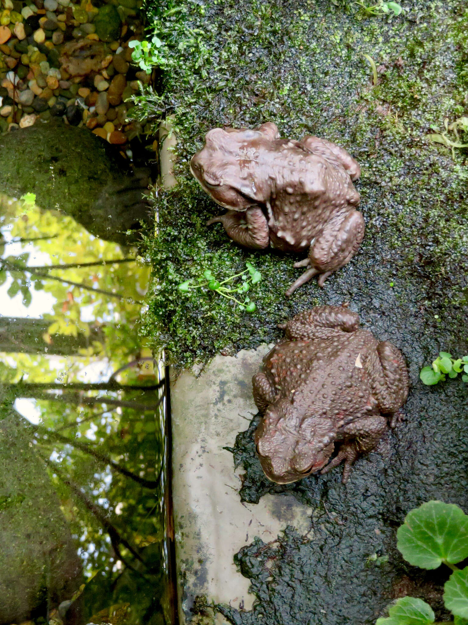 Image of Japanese Common Toad