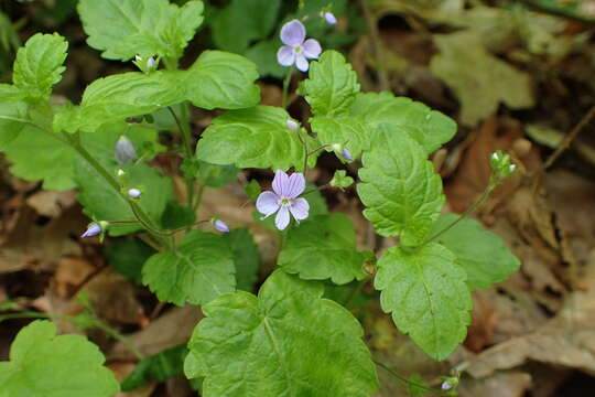 Image of Wood speedwell