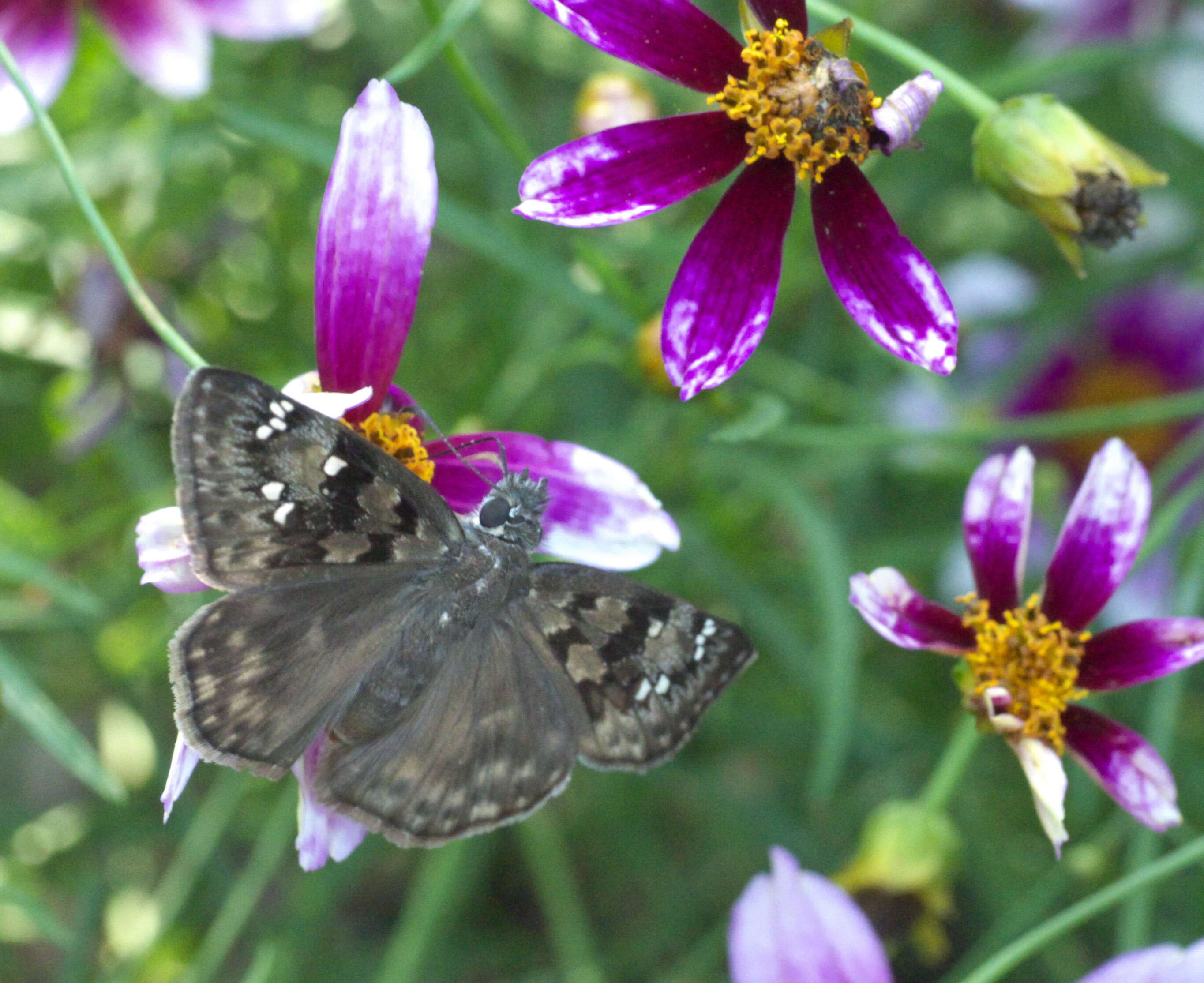 Image of Horace's Duskywing