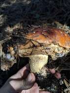 Image of Leccinum manzanitae Thiers 1971