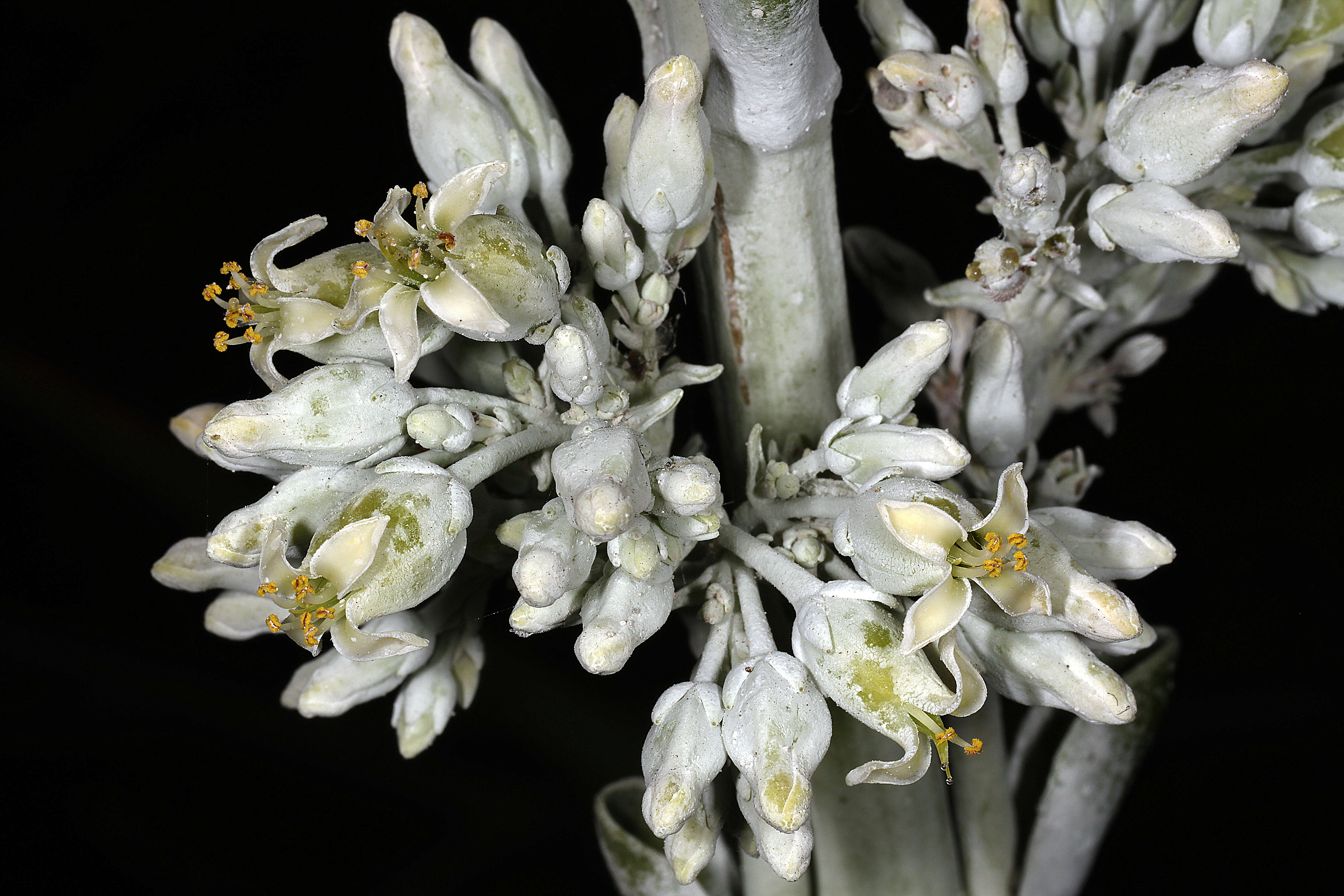 Image of Kalanchoe luciae