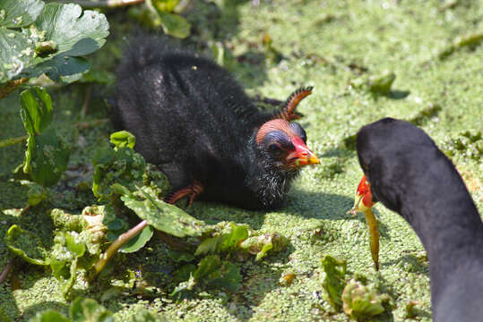 Image of Common Gallinule