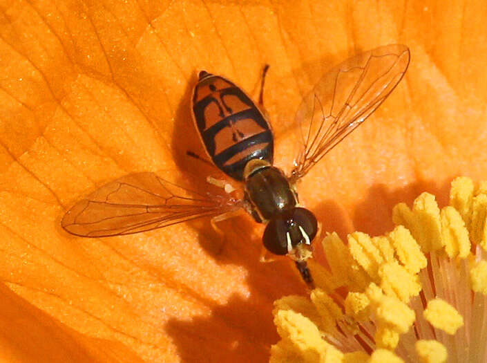 Image of Syrphid fly